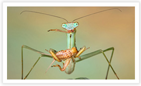 Food Chains & Food Webs Food Chains & Food Webs